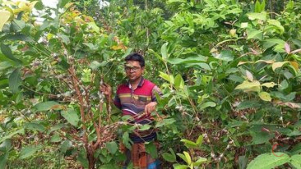 পাইকগাছায় নার্সারীতে গুটি কলম তৈরিতে ব্যস্ত সময় পার করছেন শ্রমিকরা